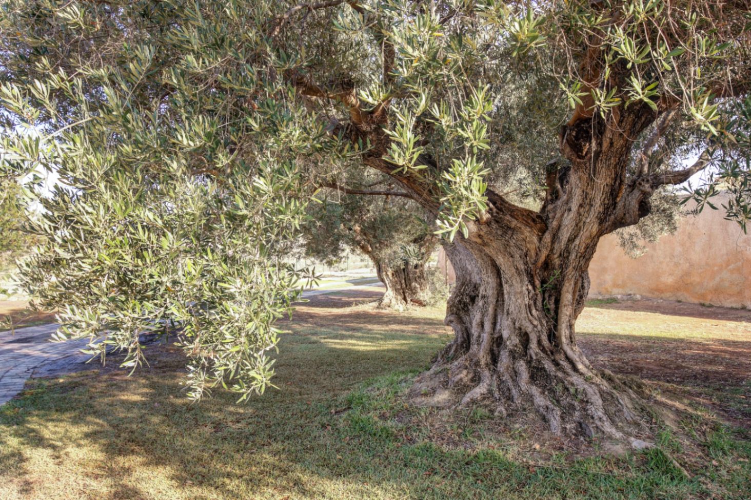 Olivo centenario de tronco robusto y nudoso situado en el jardín de la finca, rodeado de césped natural y senderos empedrados bajo la luz del sol mediterráneo.