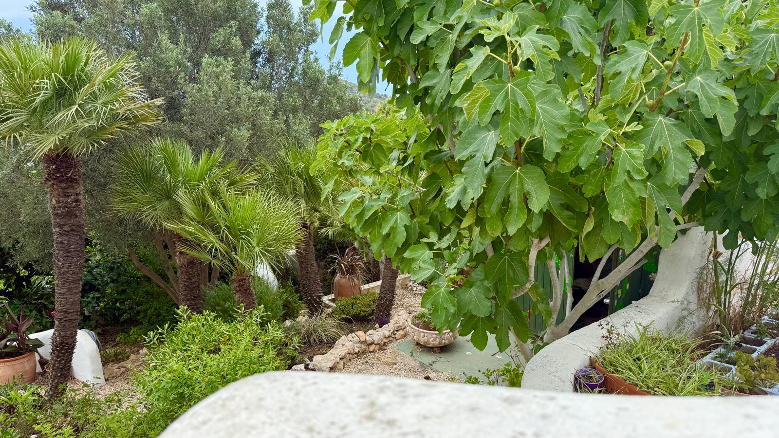 Jardín mediterráneo maduro con higueras, palmeras y senderos de grava, delimitado por muros curvos de estilo ibicenco y borduras de piedra natural.