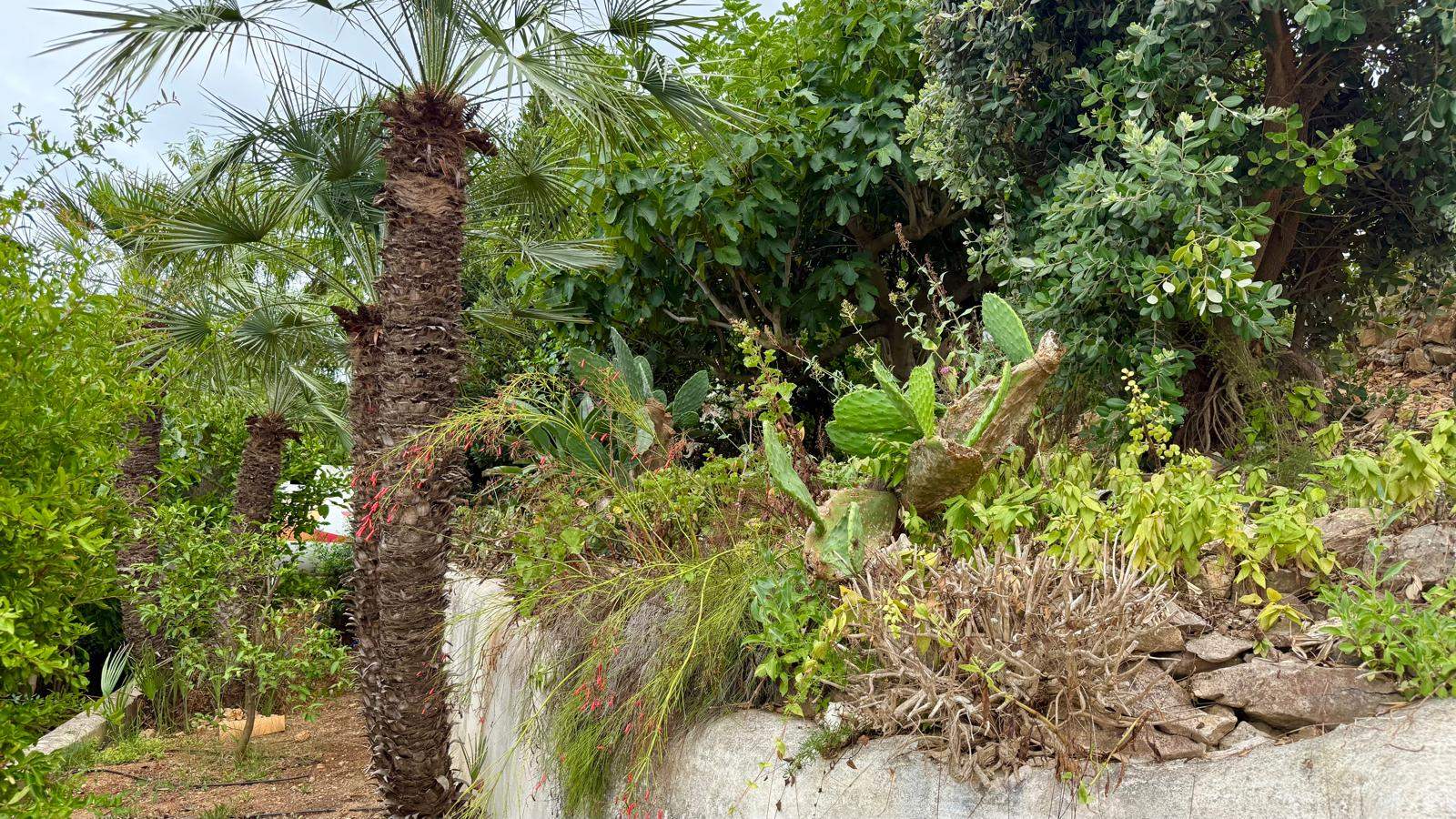 Jardín mediterráneo maduro con palmeras, chumberas y vegetación autóctona sobre bancales de piedra, equipado con sistema de riego por goteo.