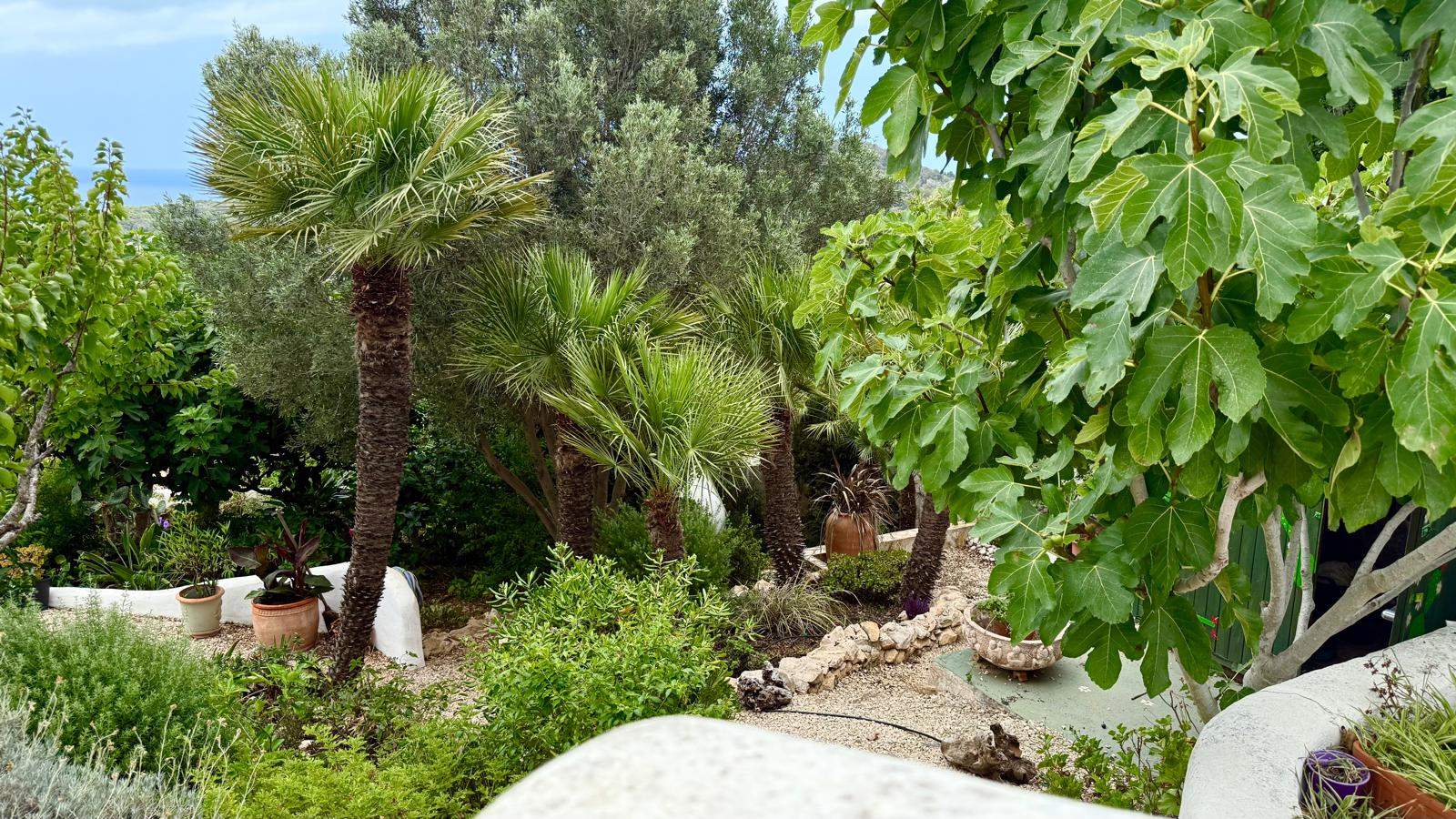 Jardín mediterráneo maduro con palmeras, higueras y senderos de grava, delimitado por muros de piedra natural y con vistas parciales al mar desde sus terrazas.