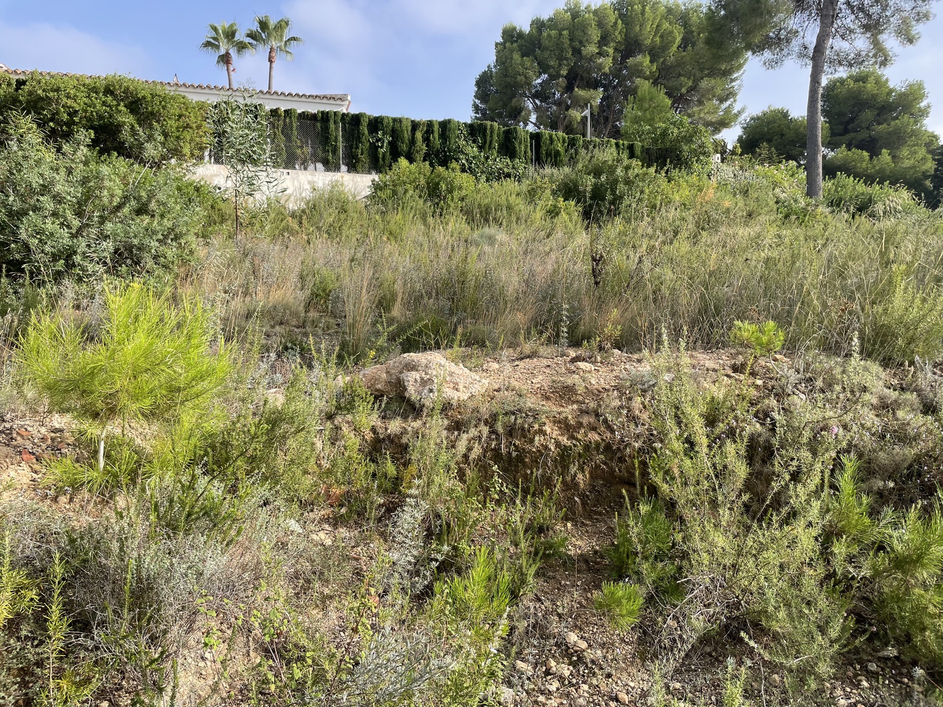 Terreno elevado con vegetación mediterránea autóctona, arbustos silvestres y pinos, con vistas a propiedades colindantes y setos de ciprés.