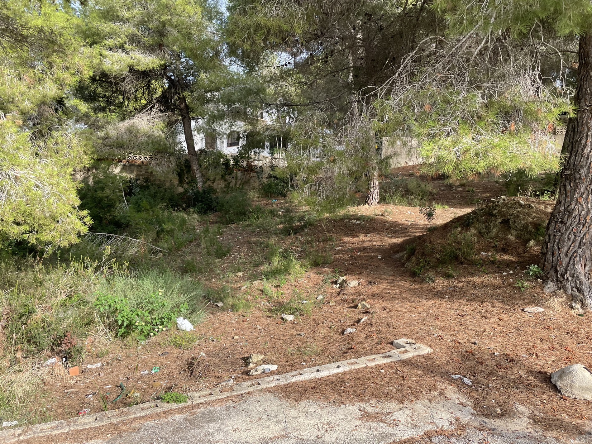 Terreno natural con pinos maduros y vegetación autóctona. Se observa una edificación blanca al fondo y un suelo cubierto de pinocha con desniveles suaves.