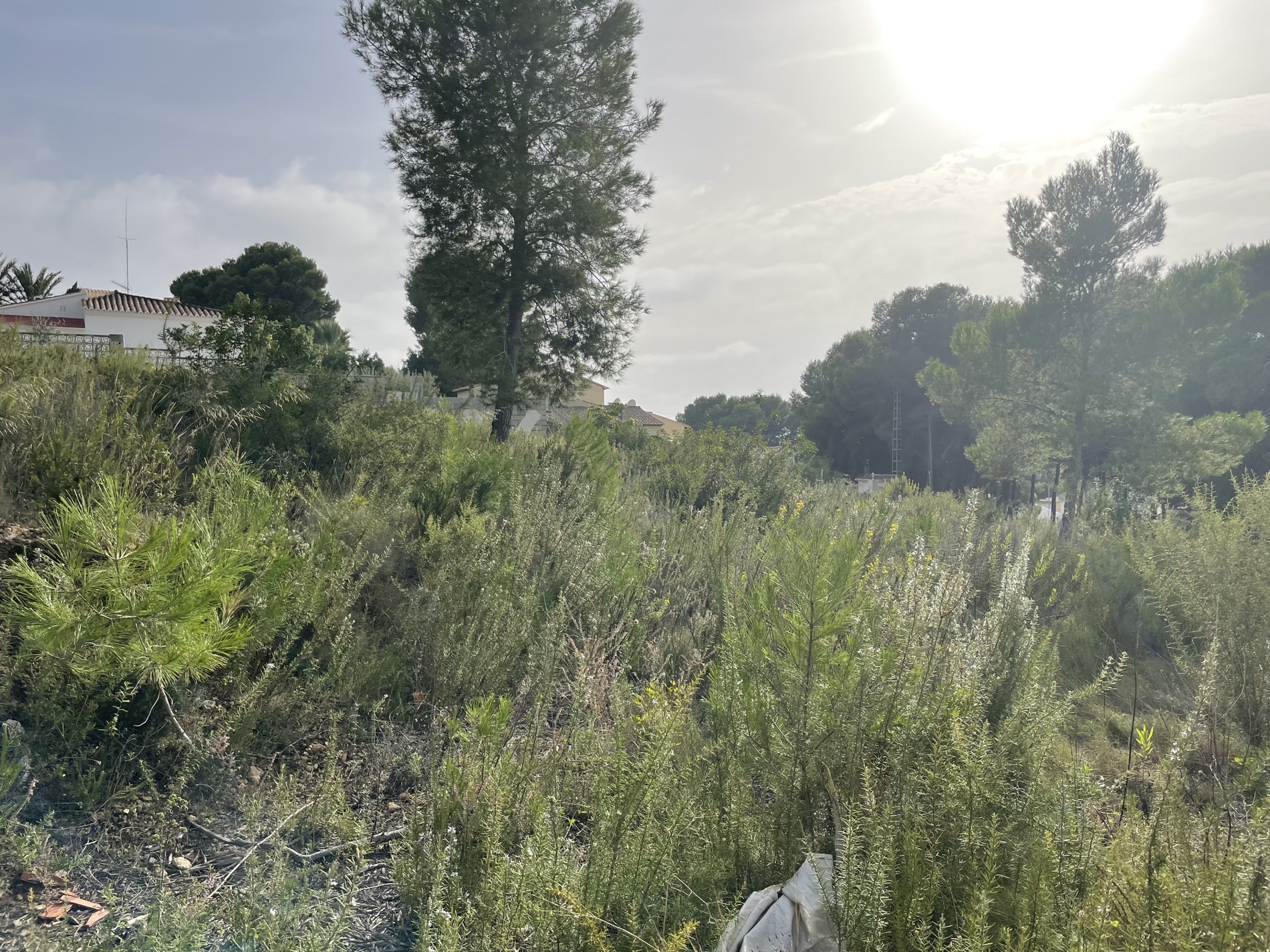 Vista del terreno natural con vegetación autóctona, destacando un pino de gran altura y arbustos mediterráneos bajo una luz solar intensa en Moraira.