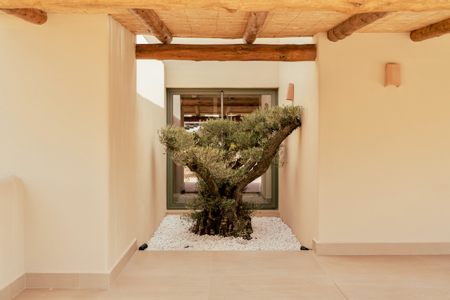 Patio interior con un olivo ornamental sobre grava blanca, techos de vigas de madera natural y cañizo, y paredes en tonos crema.