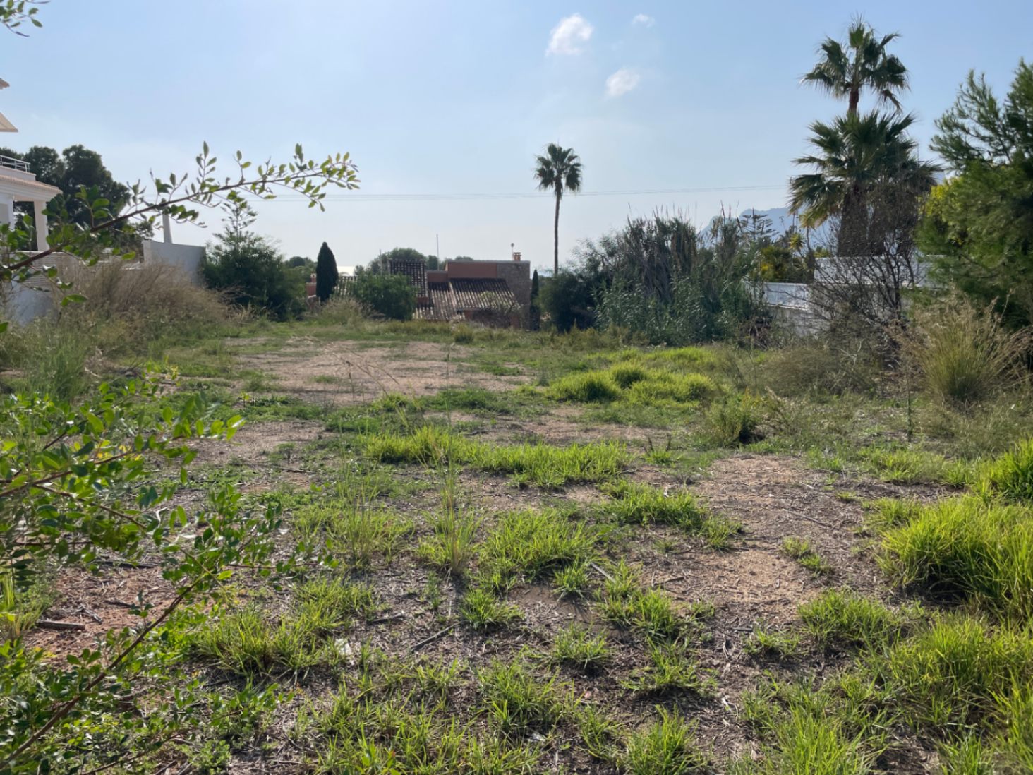 Parcela llana de 856 m² en Bassetes, Calpe, con vegetación mediterránea y palmeras, ideal para una villa unifamiliar con orientación sur.