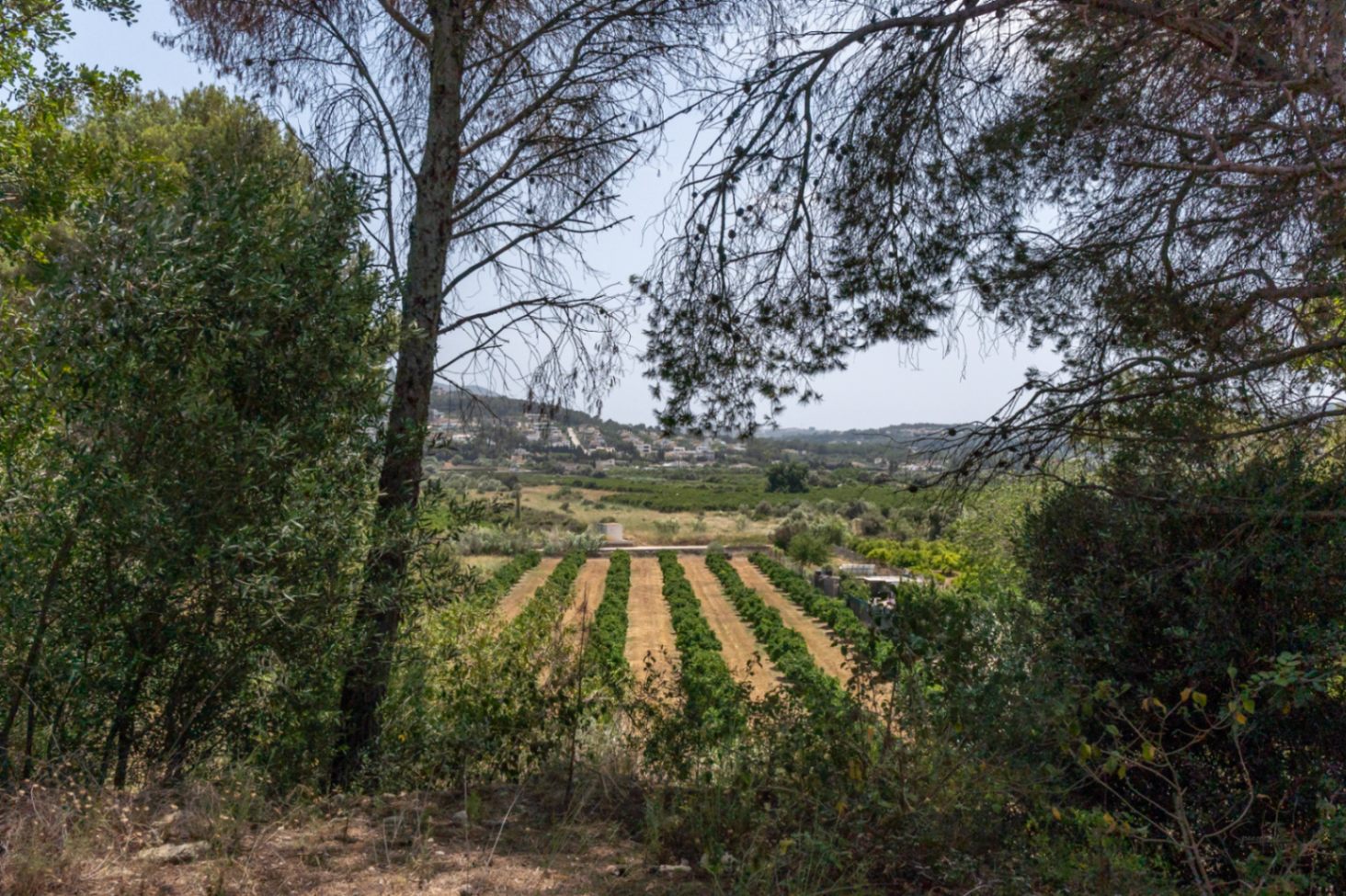 Vistas panorámicas desde la propiedad hacia el valle, mostrando campos de cultivo tradicionales y pinos mediterráneos bajo un cielo despejado.