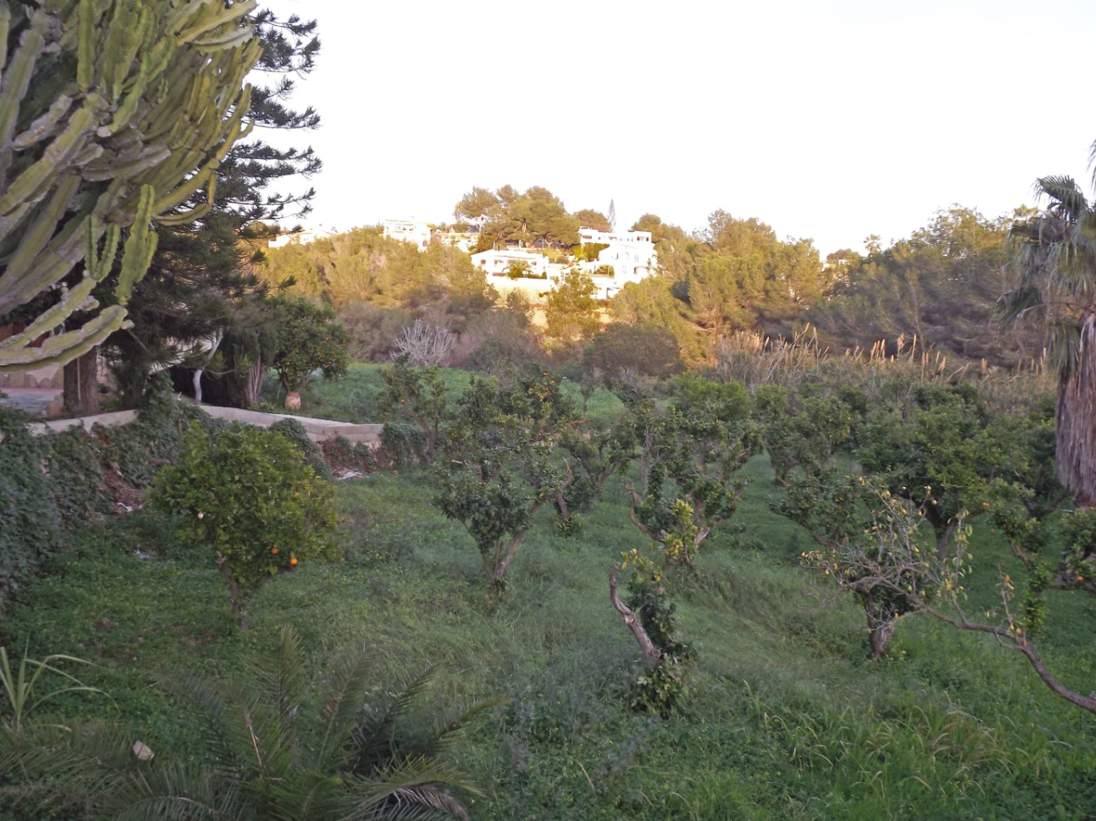 Extensa parcela con huerto de cítricos y vegetación mediterránea, ofreciendo vistas abiertas hacia las colinas residenciales de Benissa bajo la luz del atardecer.