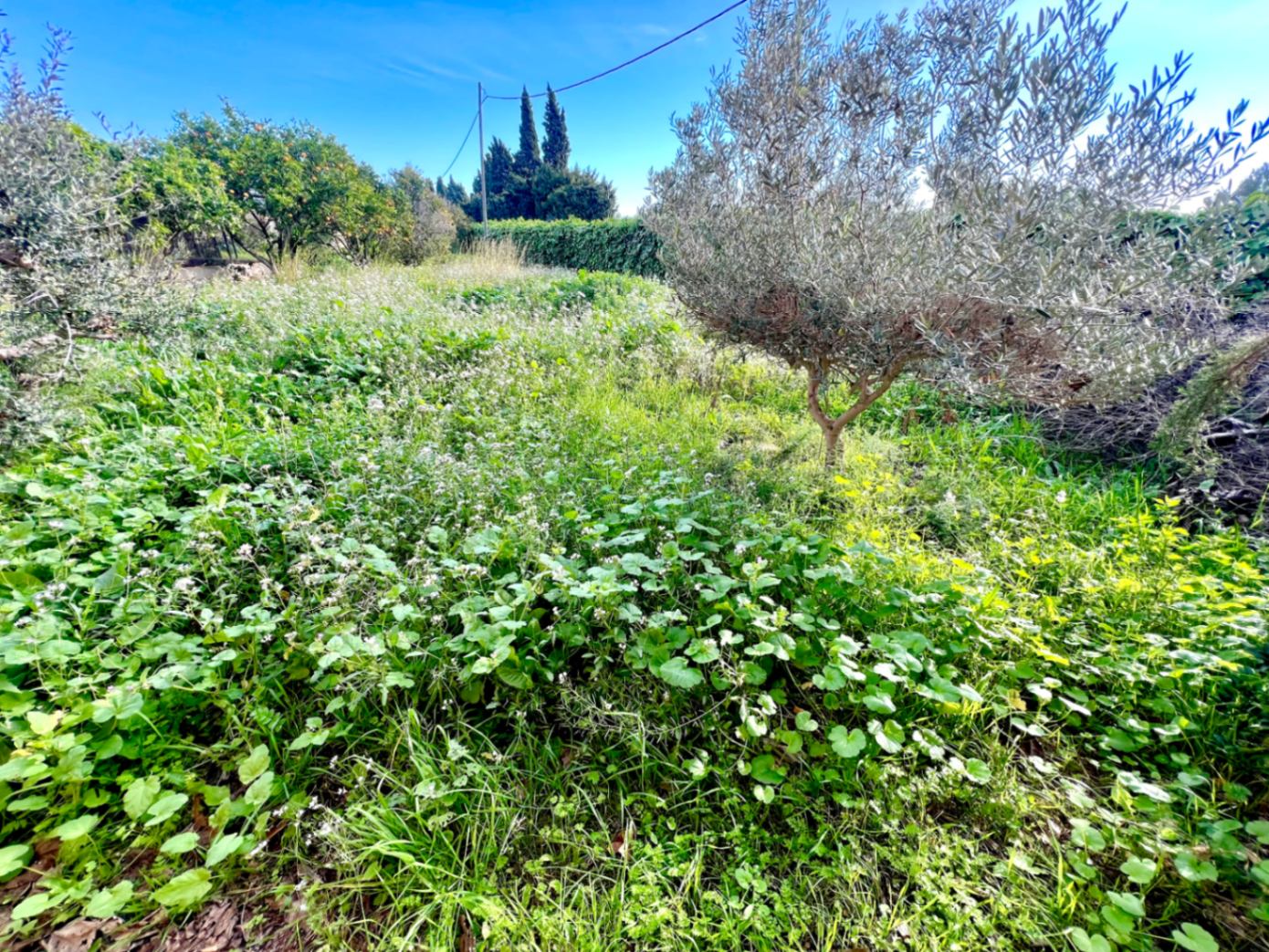 Parcela rústica con vegetación autóctona, olivos y naranjos bajo un cielo despejado. Un entorno natural ideal para cultivar un huerto privado.