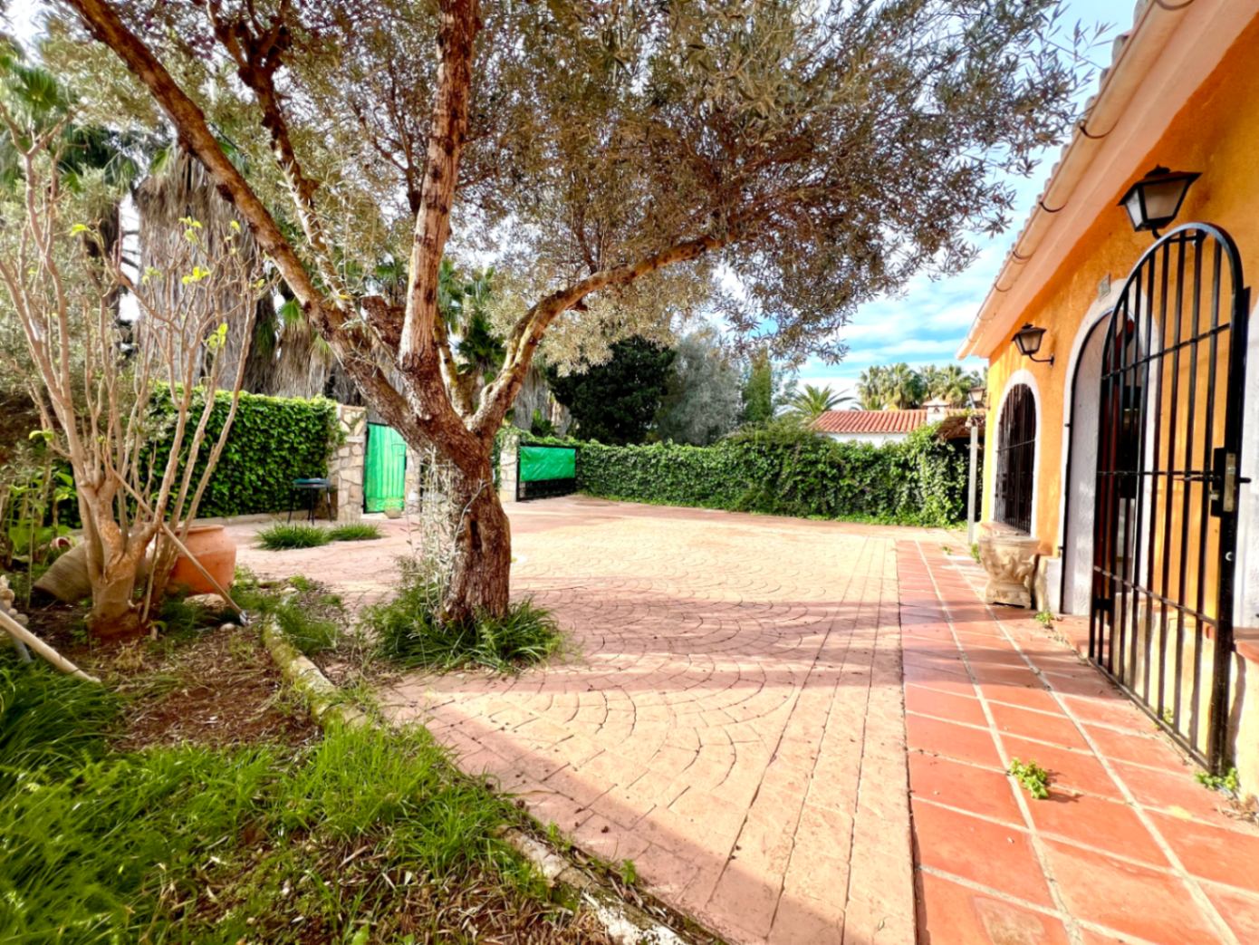 Patio exterior pavimentado con diseño en abanico, presidido por un olivo maduro y rodeado de vegetación mediterránea junto a la fachada de tonos cálidos.