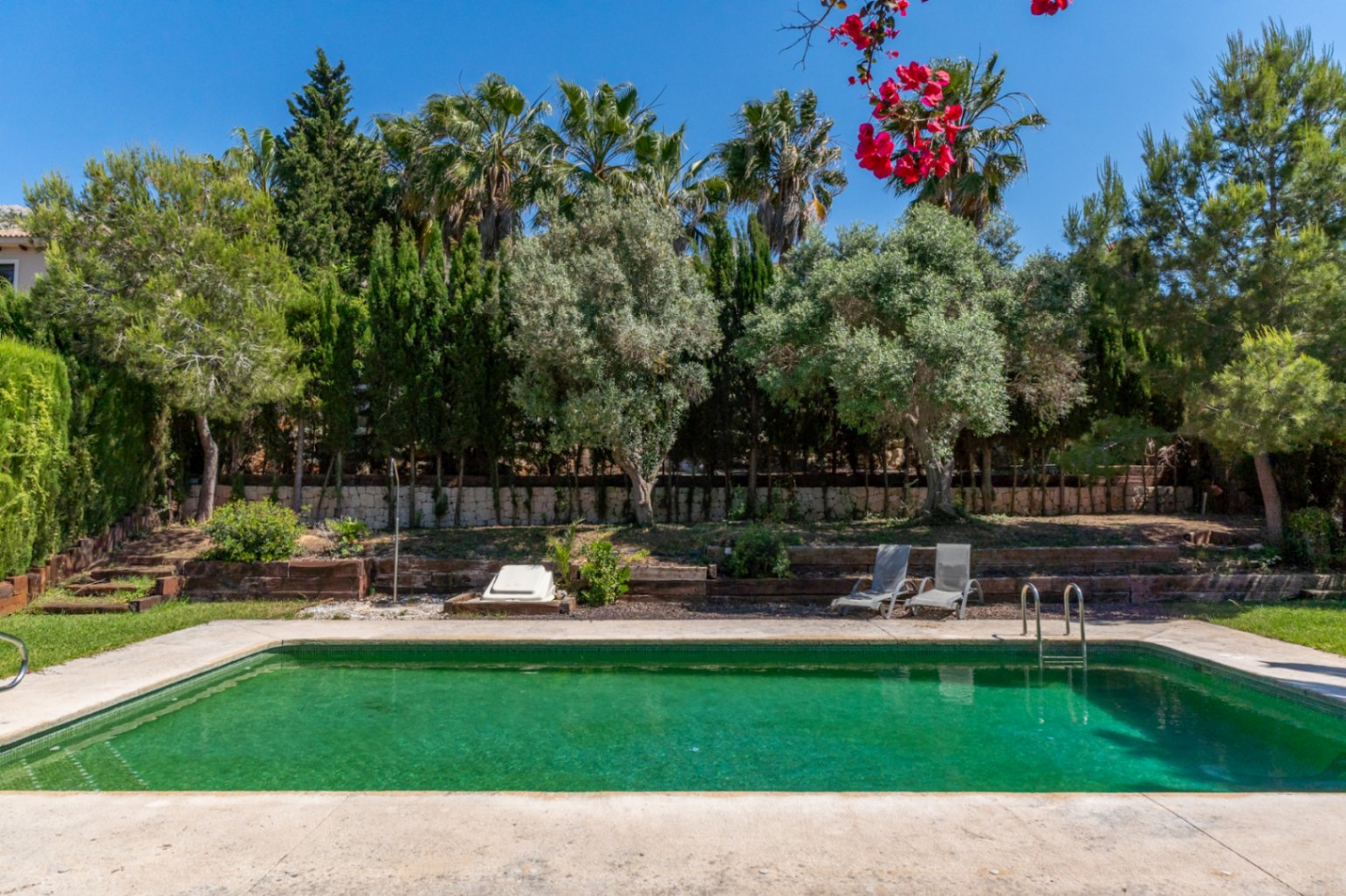 Piscina exterior rodeada de un jardín mediterráneo maduro con palmeras y olivos. El entorno cuenta con muros de piedra y zonas de césped bajo un cielo despejado.