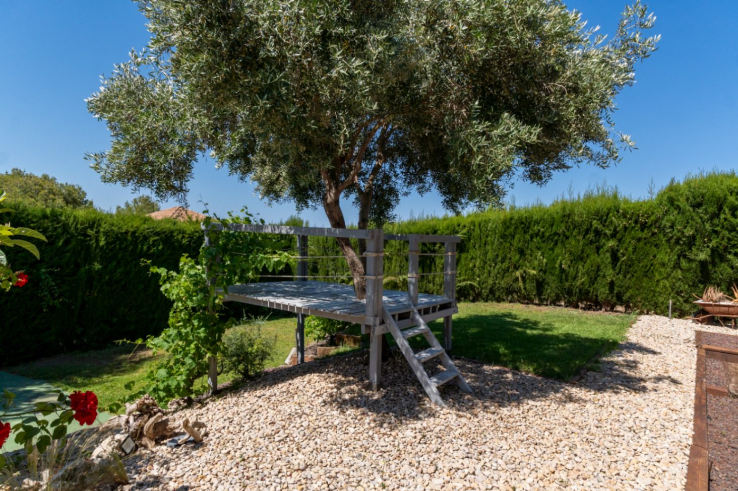 Plataforma elevada de madera construida alrededor de un olivo en el jardín, con escalera de acceso y barandillas de cuerda, rodeada de césped y setos altos.