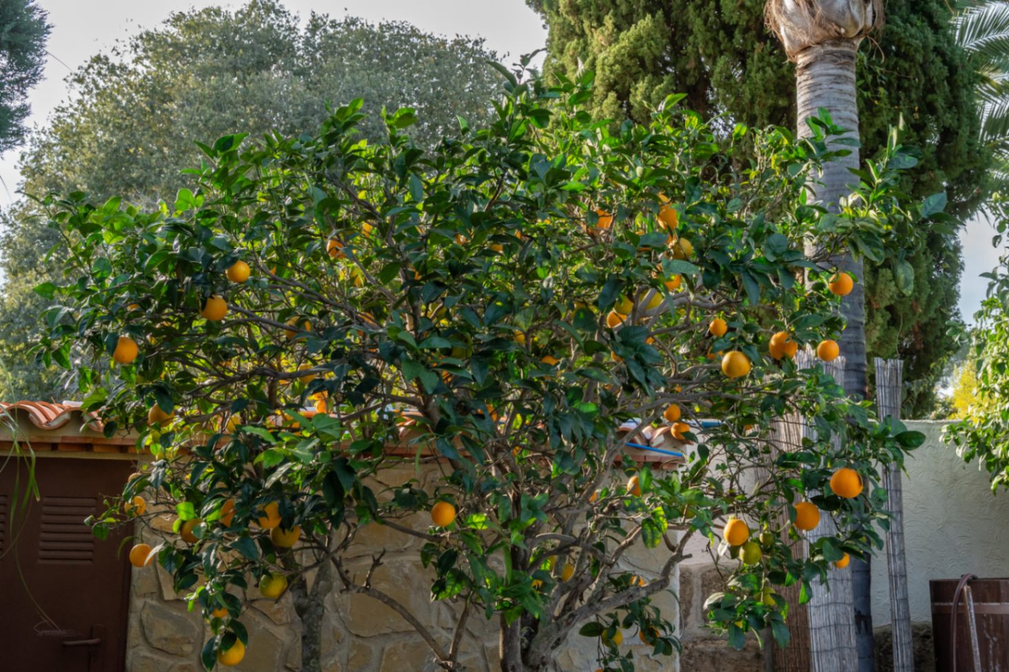 Detalle del jardín mediterráneo con un naranjo cargado de fruta junto a un muro de piedra natural y vegetación madura.