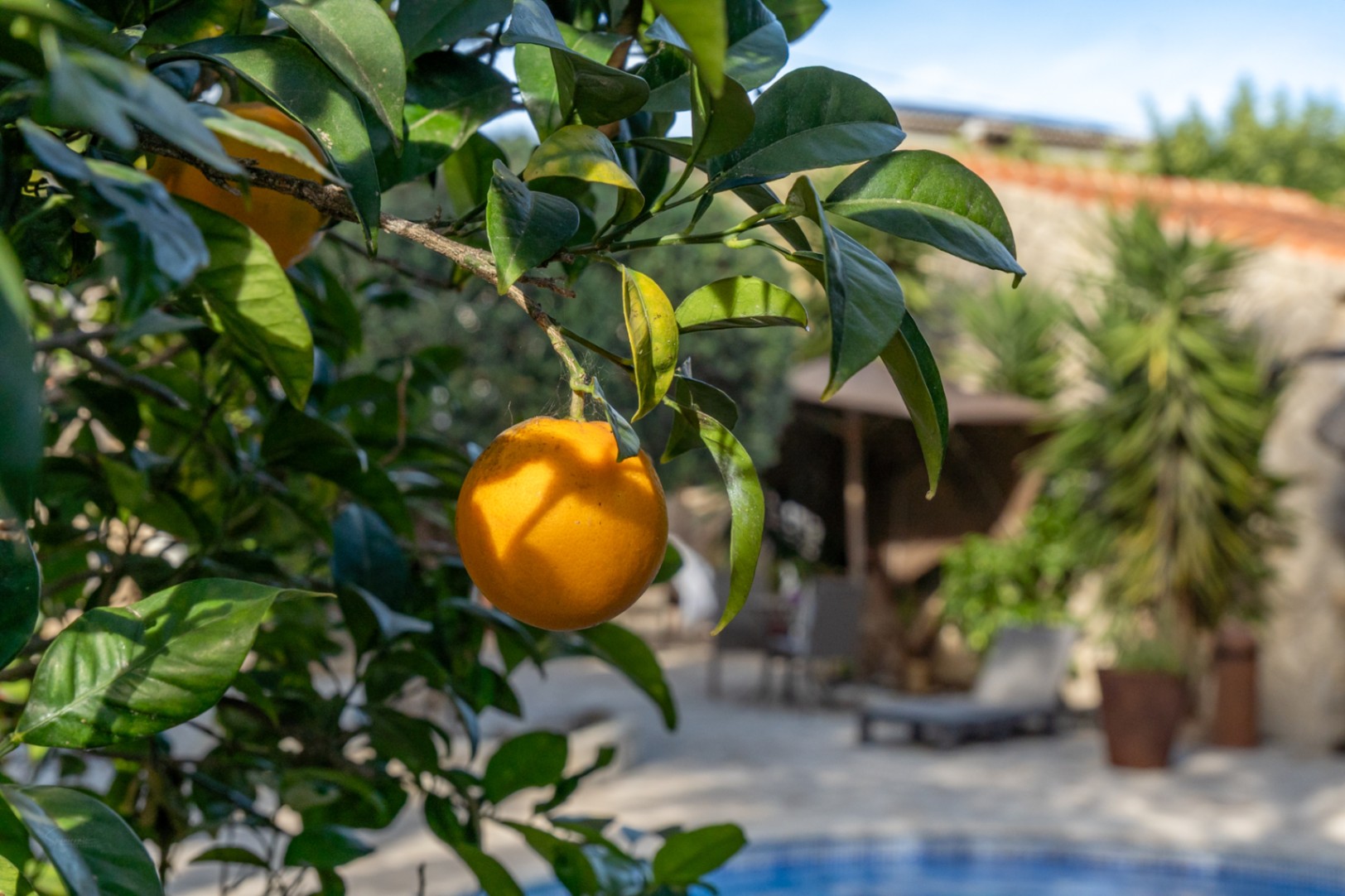 Primer plano de un naranjo en los jardines mediterráneos, con vistas a la piscina y la zona de descanso exterior de la villa.