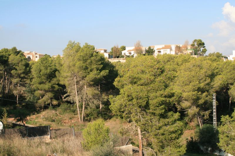 Vista elevada de una parcela con pendiente, pinos maduros y vegetación mediterránea, con chalets residenciales visibles en la cresta superior.