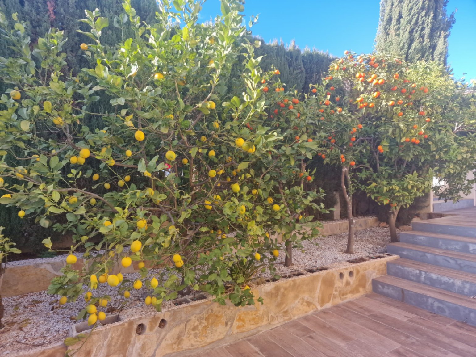 Jardín con limoneros y naranjos en Cumbre del Sol. Suelos de madera y setos.