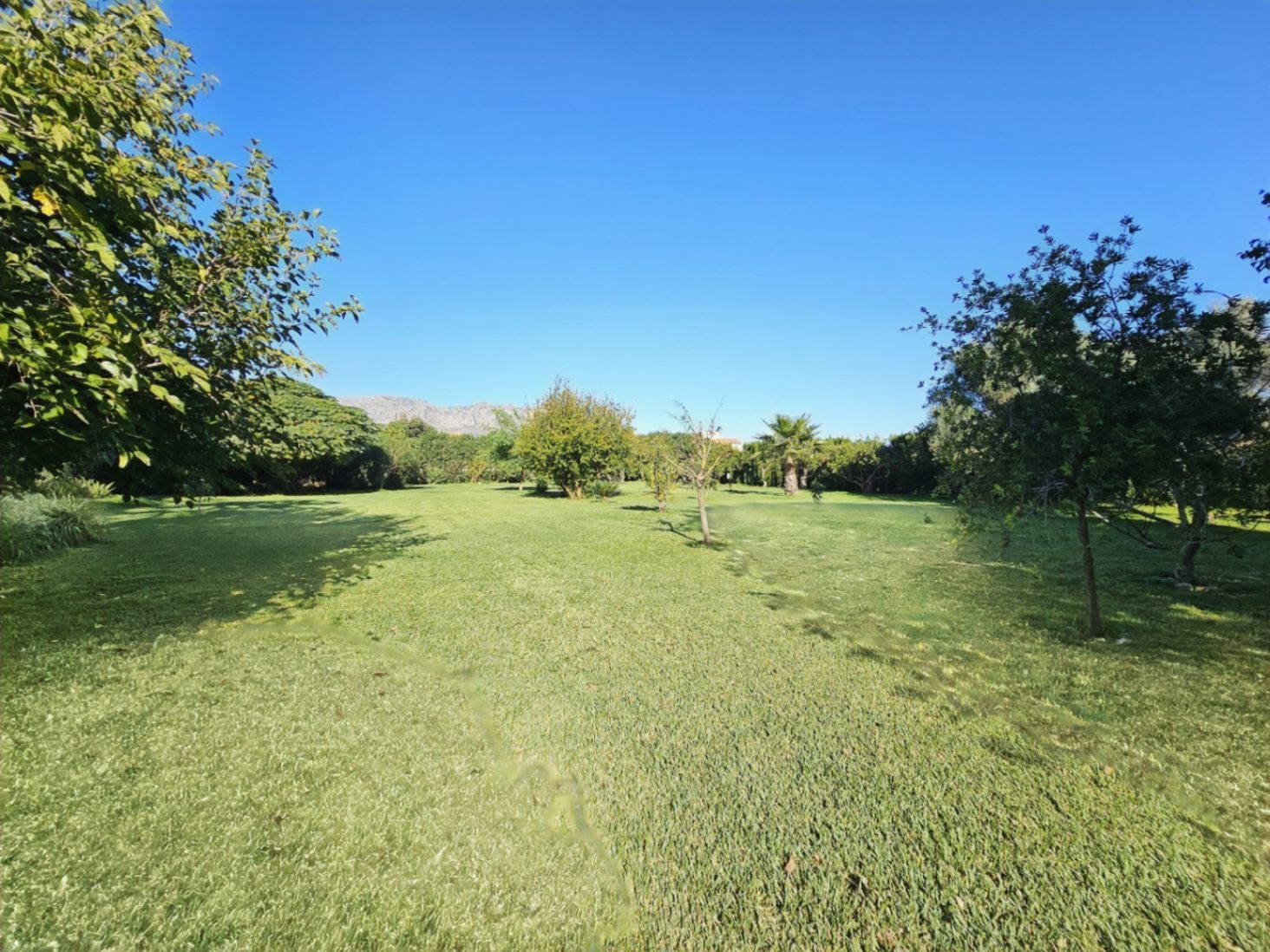 Amplio jardín con una extensa zona de césped cuidado, rodeado de árboles frutales y vegetación mediterránea bajo un cielo despejado.