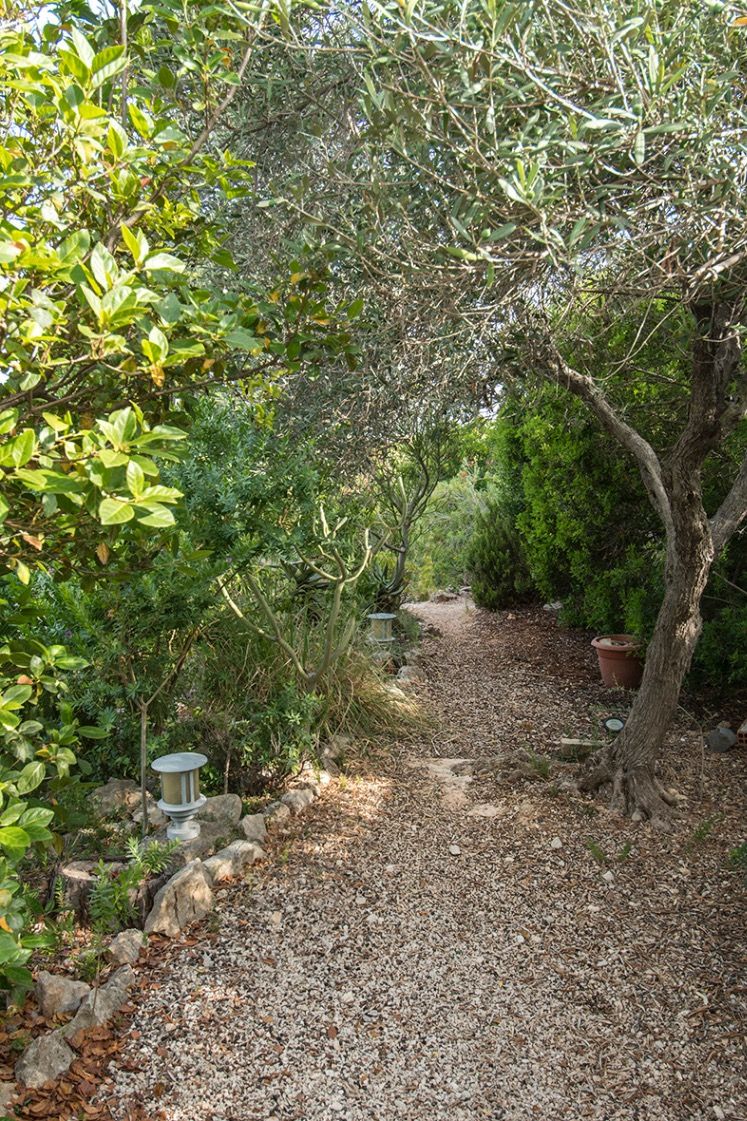 Sendero de grava serpenteante a través de un jardín mediterráneo maduro con olivos, arbustos frondosos e iluminación exterior integrada.